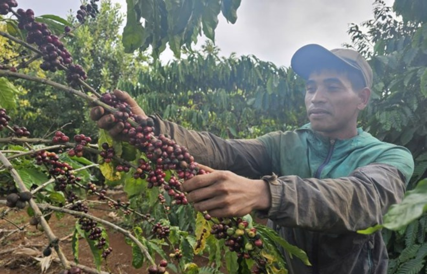 tin tức c&agrave; ph&ecirc;